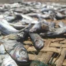 Hujan Penghambat Geliat Produksi Ikan Asin di Banyuwangi
