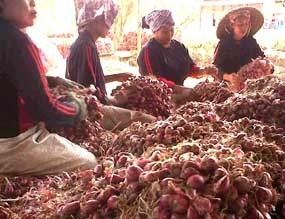 Walah! Petani Lagi Panen Tapi Pasar Digempur Bawang Impor