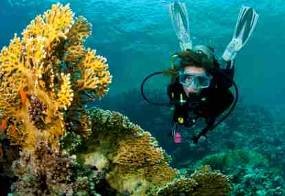 Terumbu Karang di Pesisir Utara Jatim Rusak Akibat Limbah