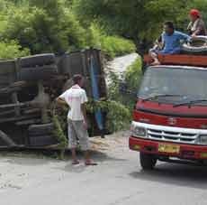 Telat Turunkan Gigi Persneling, Truk Muat 14 Ekor Sapi Terguling