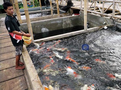 Janji Manis Ikan Koi