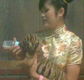 Seekor Anak Harimau Benggala dan Singa Lahir di Taman Safari Prigen