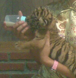 Seekor Anak Harimau Benggala dan Singa Lahir di Taman Safari Prigen