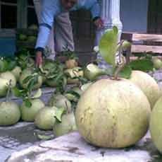 Imlek, Harga Jeruk Pamelo Melonjak Hingga 50 Persen