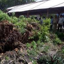 Diterjang Angin, Beringin Keramat Tumbang Timpa Rumah