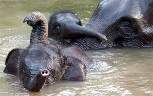 Terancam Punah, Gajah Sumatera Jadi Perhatian Internasional