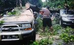Tertimpa Pohon Sopir Bajaj Tewas