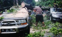 Seorang petugas nampak memotong pohon yang menimpa sebuah mobil. Ramses/detikcom