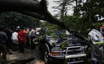 Tertimpa Pohon Sopir Bajaj Tewas