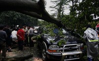 Pohon yang cukup besar ini menimpa 4 kendaraan roda empat dan 1 bajaj. Ramses/detikcom.