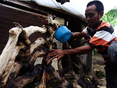 Menyulap Akar Teh Menjadi Duit