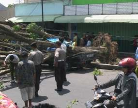 5 Warga Blitar Jadi Korban Pohon Tumbang