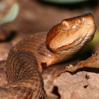 Gigitan Ular Berbisa Dapat Menghambat Pubertas