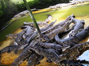 Menantang Buaya di Teritip, Balikpapan