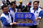 Anas Panen Udang