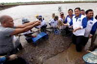 Anas memanen udang di salah satu tambak di Indramayu dengan menggunakan jaring.