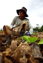 Kegigihan Suratman Si Petani Sawi