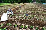 Kegigihan Suratman Si Petani Sawi