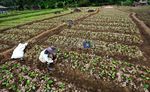 Kegigihan Suratman Si Petani Sawi