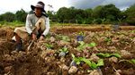 Kegigihan Suratman Si Petani Sawi