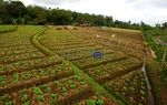 Kegigihan Suratman Si Petani Sawi
