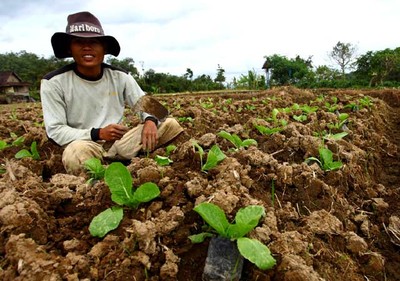 Kegigihan Suratman Si Petani Sawi
