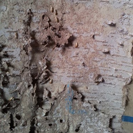 Sutan Bhatoegana: Rayap di Demokrat Harus Disemprot Biar Mati!