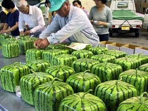  Wouuw... Ada Semangka Segi Empat dari Jepang!