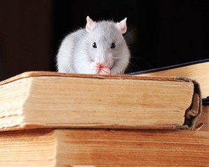6 Cara Basmi Tikus dari Rumah Anda 