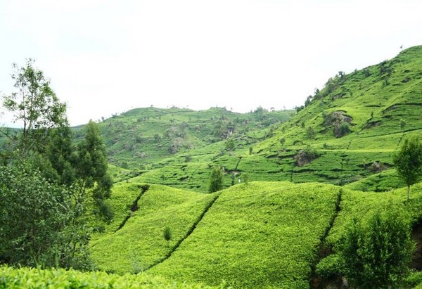 94 Gambar Pemandangan Kebun Teh Kekinian 94 Gambar Pemandangan Kebun Teh Kekinian