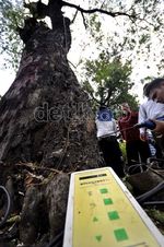 Hindari Jatuh Korban, Pohon Tua Diperiksa