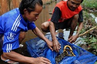 Beberapa warga yang menjadi korban jebolnya Situ Gintung kini beralih pekerjaan menjadi pencari belut. Fikri Hidayat/detikcom.
