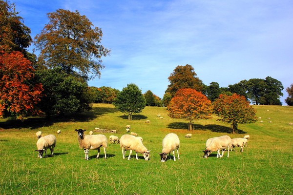 Larut Dalam Pesona Alam Desa Edensor, Inggris
