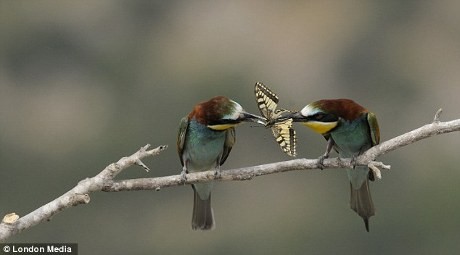 56 Gambar Binatang Pemakan Lebah Terbaru