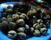 Memasak Kerang Segar