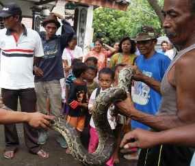 Usai Mangsa Ayam, Ular Piton Sepanjang 2,5 Meter Ditangkap Warga