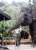 Ini Dia Pernikahan Terheboh, Mempelai Dikawal 3 Gajah
