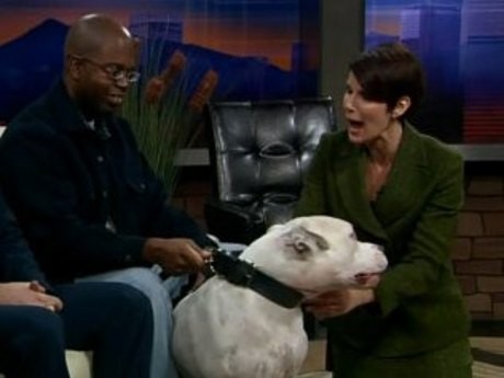 Waduh! Penyiar TV Digigit Anjing Saat Siaran Langsung