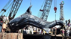 Gara-gara Ikan Hiu 13 Meter, Warga Pakistan Ribut dengan Polisi