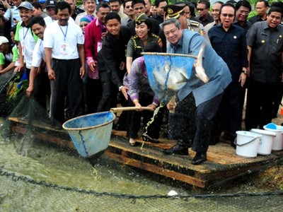 SBY Panen Ikan Patin