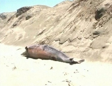 Misterius! Ratusan Lumba-lumba Terdampar Mati di Peru