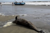 Sejauh ini tercatat setidaknya 264 lumba-lumba bottlenose terdampar di pantai Chiclayo di Kota Lambayeque. Reuters/El Comercio.