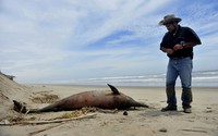 Bangkai lumba-lumba tersebut ditemukan sekitar 103 kilometer sepanjang pantai berpasir tersebut. Belum diketahui penyebab kematian massal hewan tersebut. Reuters/Janine Costa.