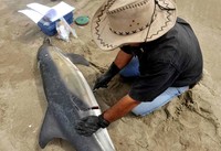 Carlos Yaipen dari ORCA, organisasi nonpemerintah yang fokus membantu hewan-hewan laut di Pasifik selatan, memeriksa salah satu lumba-lumba untuk mencari penyebab kematian hewan tersebut. Reuters/Janine Costa.