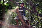 Pohon Rawan Tumbang Ditebangi