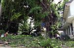 Pohon Rawan Tumbang Ditebangi