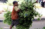 Pohon Rawan Tumbang Ditebangi