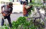 Pohon Rawan Tumbang Ditebangi