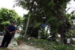 Pohon Rawan Tumbang Ditebangi