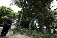 Seorang petugas menyapu kotoran daun dan ranting dari pohon yang ditebang.